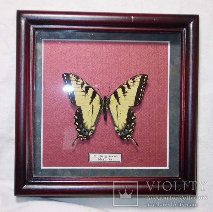 Бабочка в рамке Papilio glaucus Мексика, фото №3
