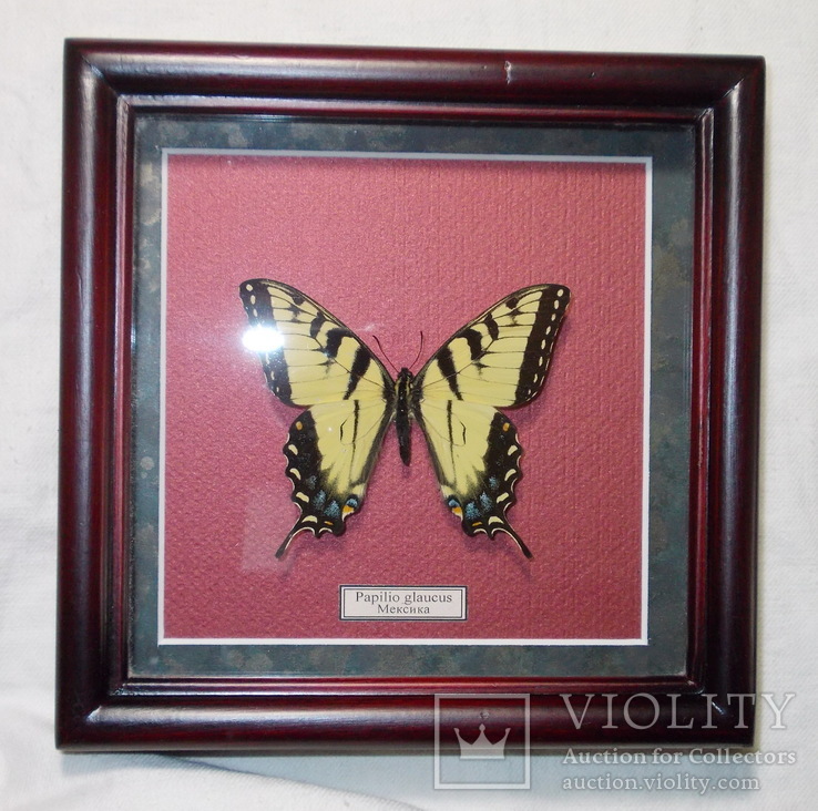 Бабочка в рамке Papilio glaucus Мексика, фото №4