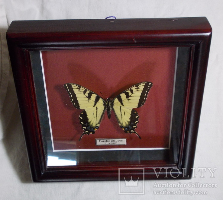 Бабочка в рамке Papilio glaucus Мексика, фото №7