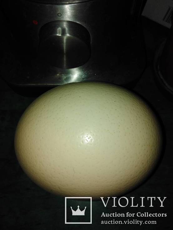 Яйцо страусиное, фото №2