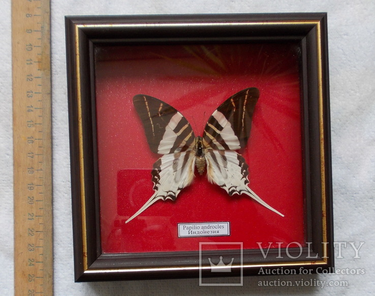 Бабочка в рамке Papilio androcles  Индонезия, фото №2