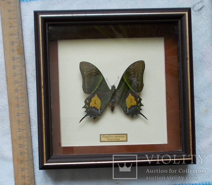 Бабочка в рамке Papilio aureus Вьетнам