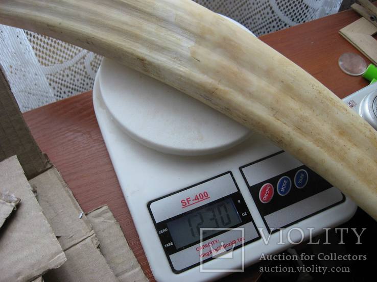 Клык моржа сырец, 1230 грам., фото №11