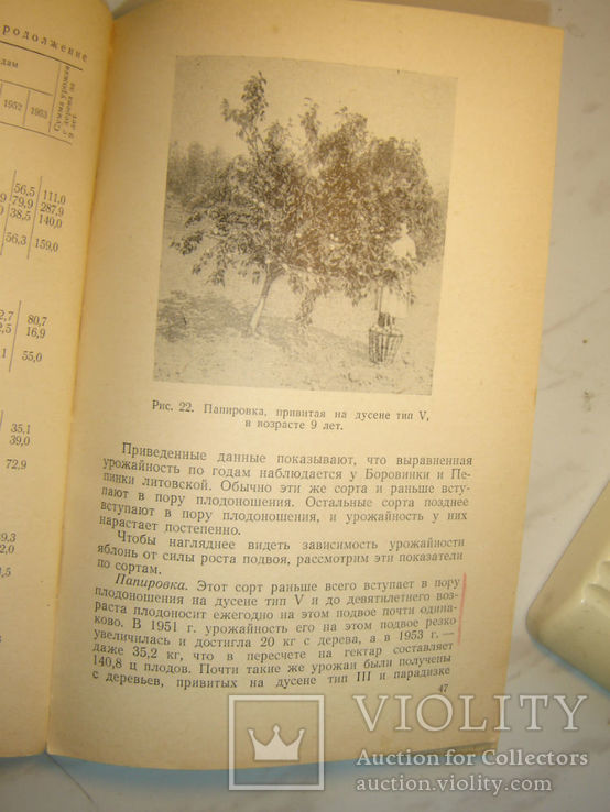 Культура карликовых плодовых деревьев, фото №5