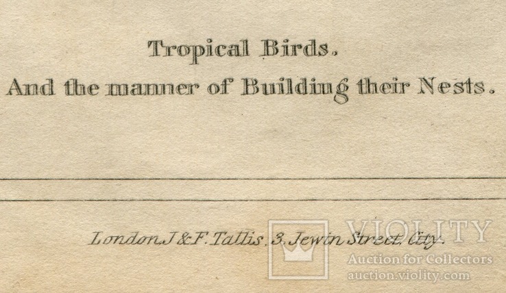 Старинная гравюра. Лондон. Тропические птички, фото №6