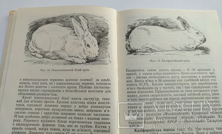 Разведение кроликов. Кролівництво. 1977 год, фото №6