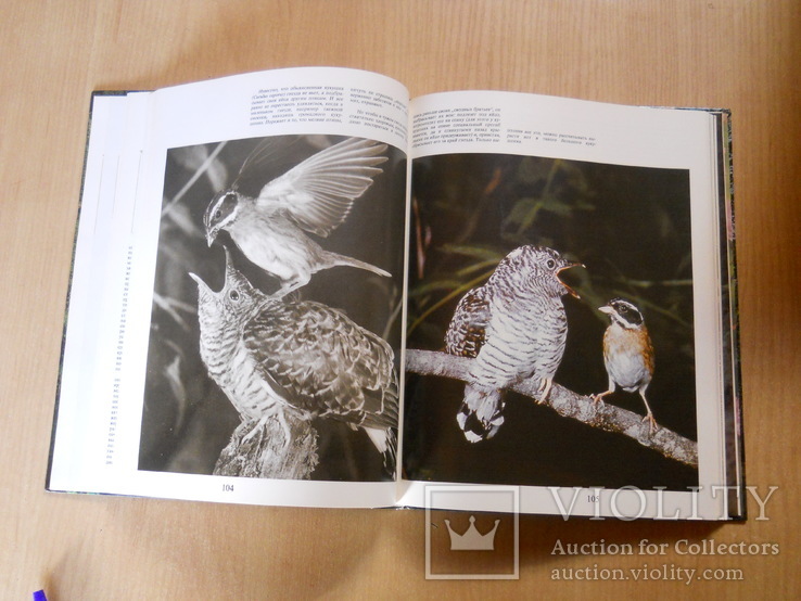 Фотоальбом:  Птицы уссурийской тайги. 1984.Увеличенный формат., фото №6