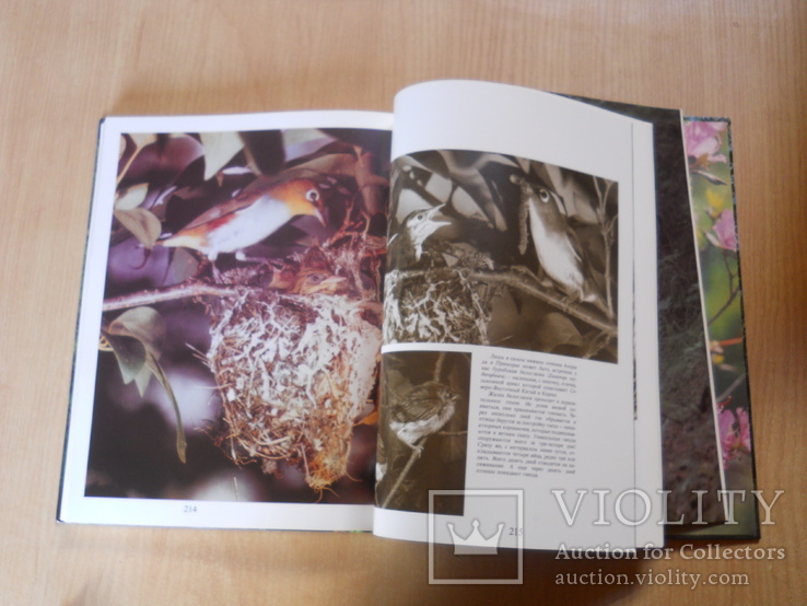 Фотоальбом:  Птицы уссурийской тайги. 1984.Увеличенный формат., фото №9