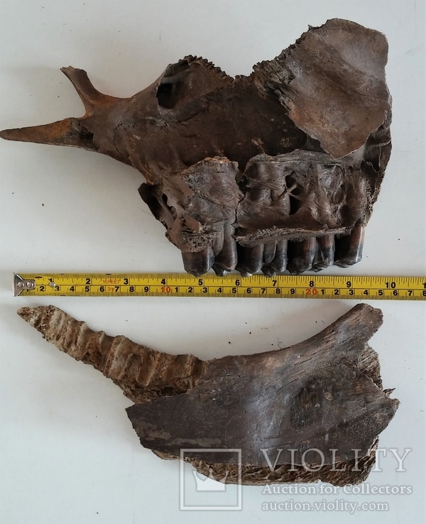 Кусок челюсти с зубами древнего животного: шерстистого носорога, бизона?