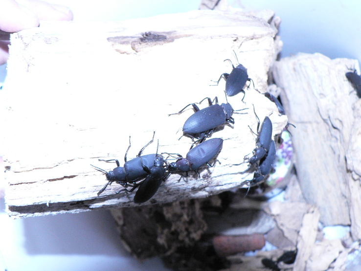 Зофобас жук для размножения. 6 шт (3пары), photo number 2