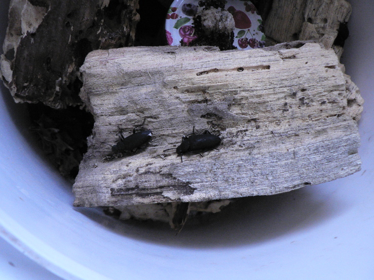 Зофобас жук для размножения. 6 шт (3пары), фото №3