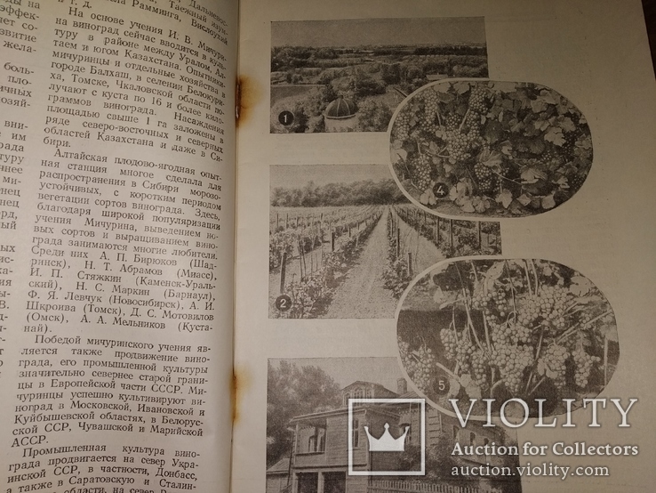 1955 Виноделие и Виноградарство СССР вино коньяк шампанское виноград, фото №7