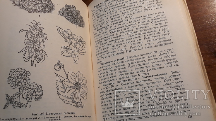 Комнатные и балконные растения 1955 год, фото №6