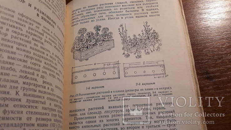 Комнатные и балконные растения 1955 год, фото №7