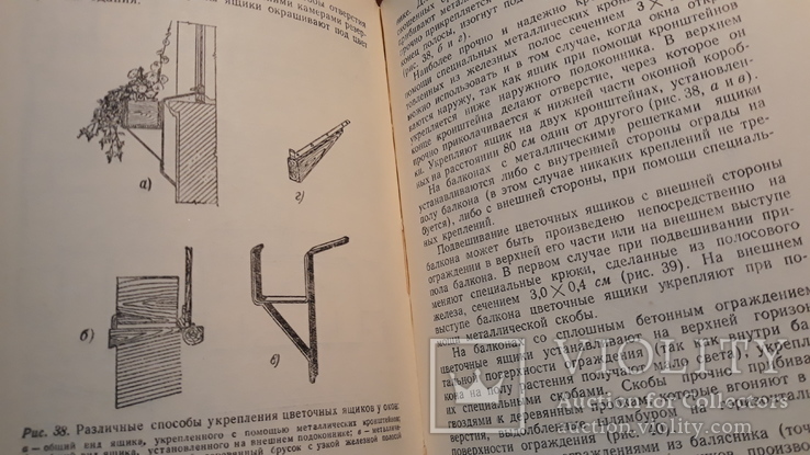 Комнатные и балконные растения 1955 год, фото №9