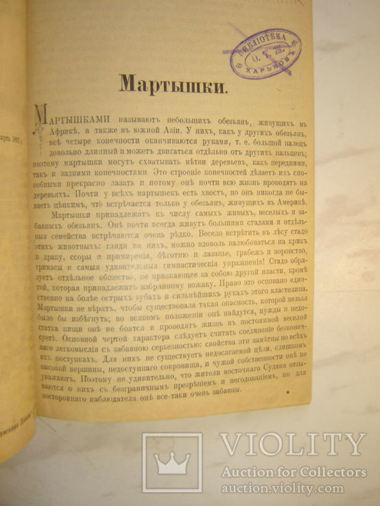 Мартышки. 1897г, фото №3