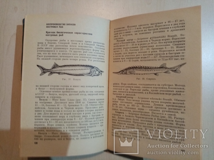 Болезни рыб и основы рыбоводства 1964 г. тираж 5 тыс., фото №6