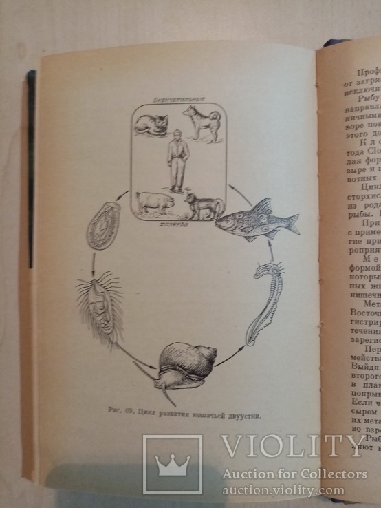 Болезни рыб и основы рыбоводства 1964 г. тираж 5 тыс., фото №8