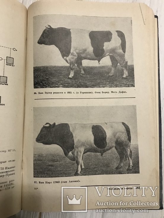 1937 Элитный крупный рогатый скот, фото №2