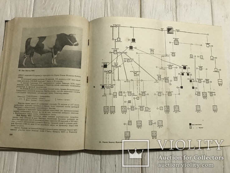 1937 Элитный крупный рогатый скот, фото №7