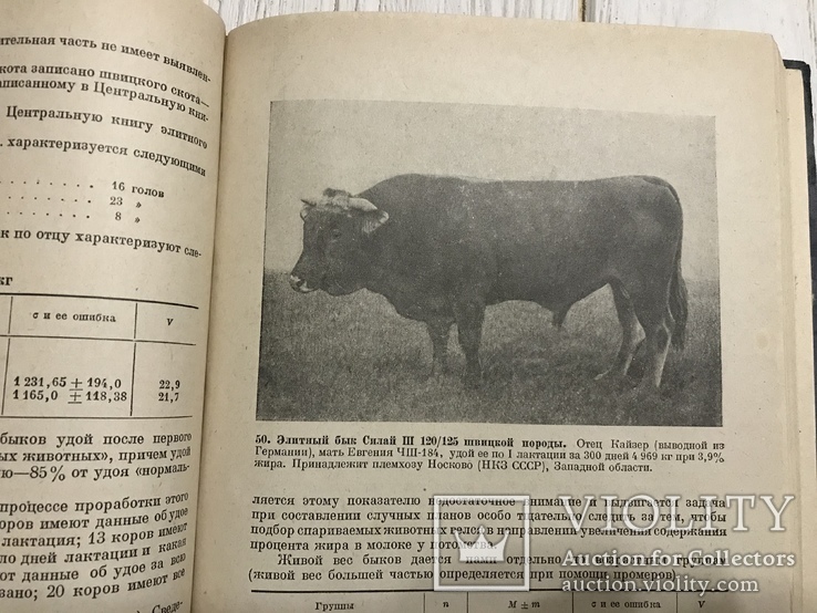 1937 Элитный крупный рогатый скот, фото №8