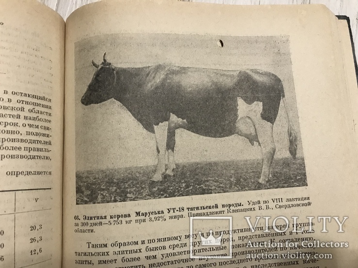 1937 Элитный крупный рогатый скот, фото №9