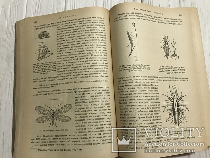 1910 Насекомые Эффектная книга с раскрашенными рисунками, фото №8