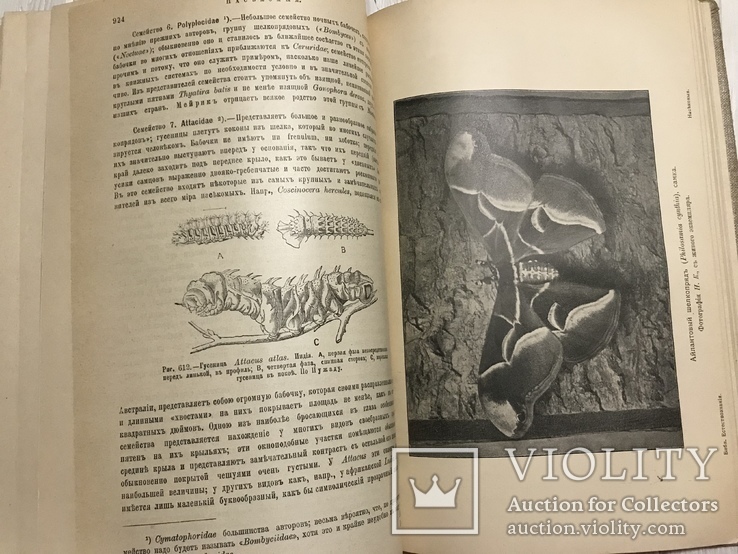 1910 Насекомые Эффектная книга с раскрашенными рисунками, фото №9