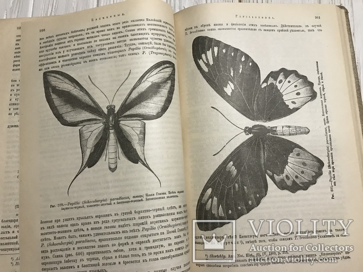 1910 Насекомые Эффектная книга с раскрашенными рисунками, фото №11