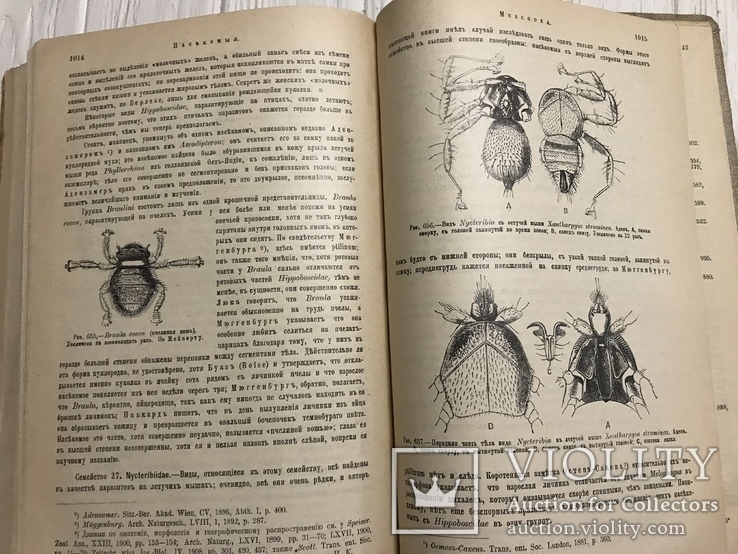 1910 Насекомые Эффектная книга с раскрашенными рисунками, фото №13