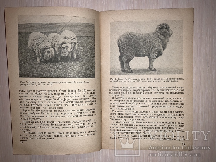 1938 Овцеводство, фото №2