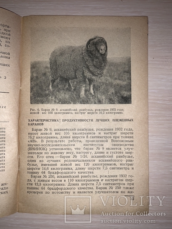 1938 Овцеводство, фото №4