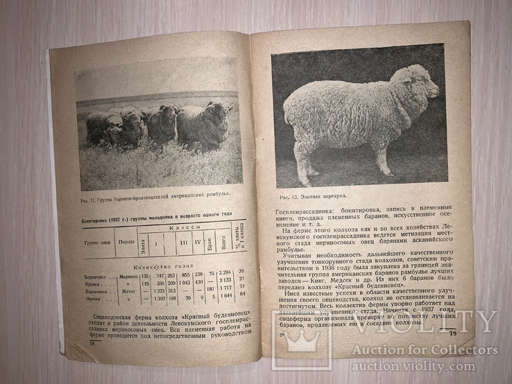 1938 Овцеводство, фото №6