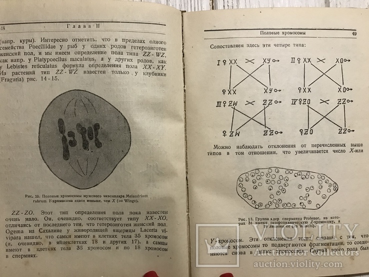 1936 Генетика пола : В. Рыжков, фото №10