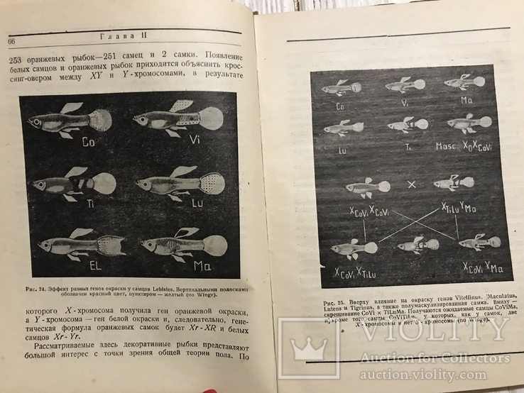 1936 Генетика пола : В. Рыжков, фото №2