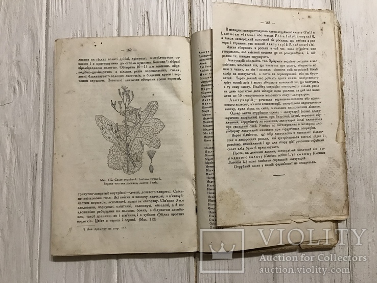 1935 Дикорослі лікарські рослини флори УСРР, фото №13