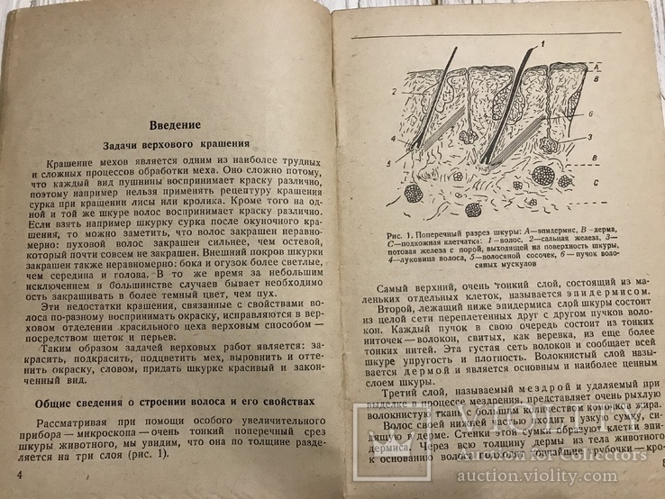 1937 Верховое урзольное крашение мехов, фото №6