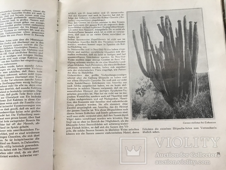 1929 Кактусы Монолитный труд, фото №8