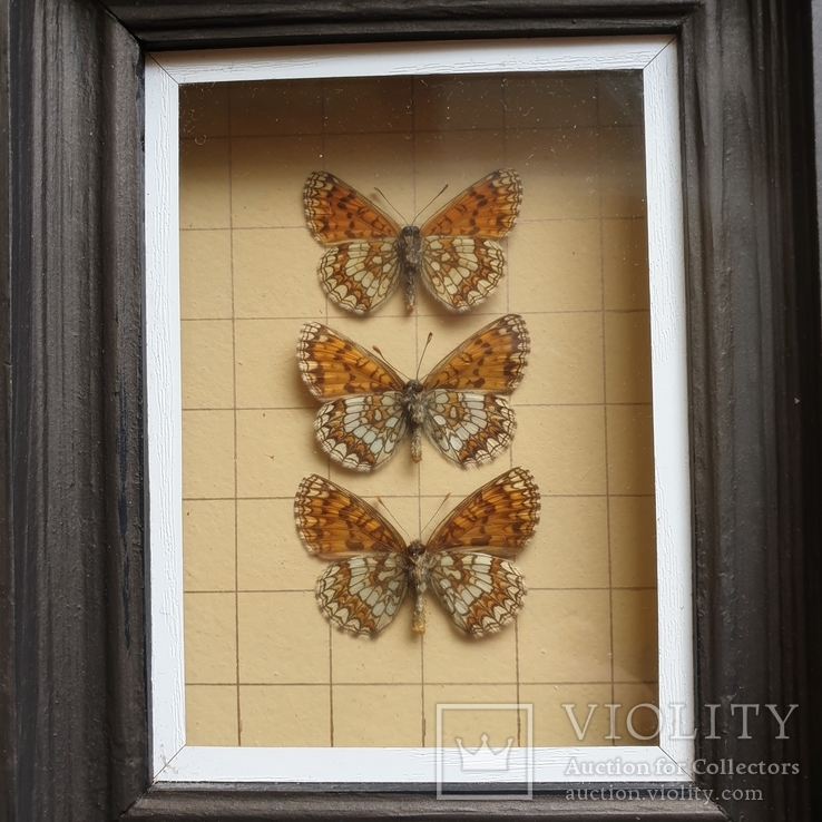 Бабочки 3шт, фото №3