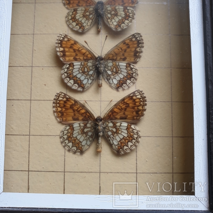 Бабочки 3шт, фото №4
