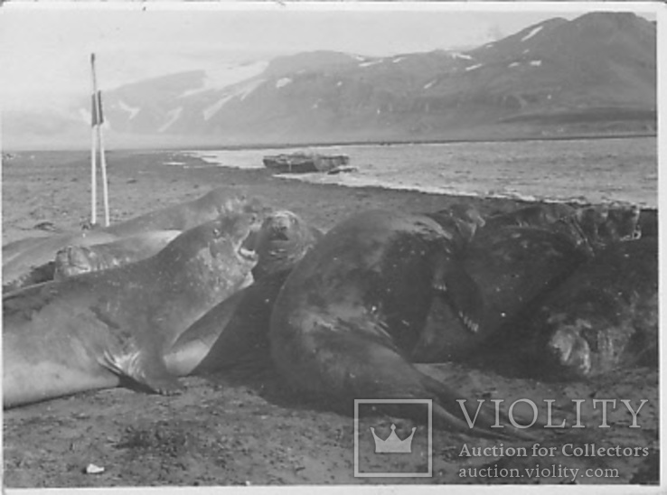 Фото тюлени на берегу моря 1950г