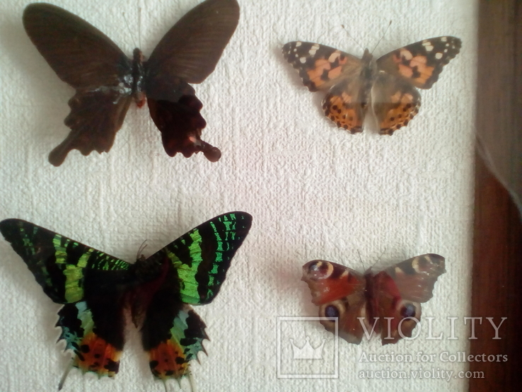 Коллекция бабочек в рамке 29,8смХ29,8смХ3,4см, фото №5