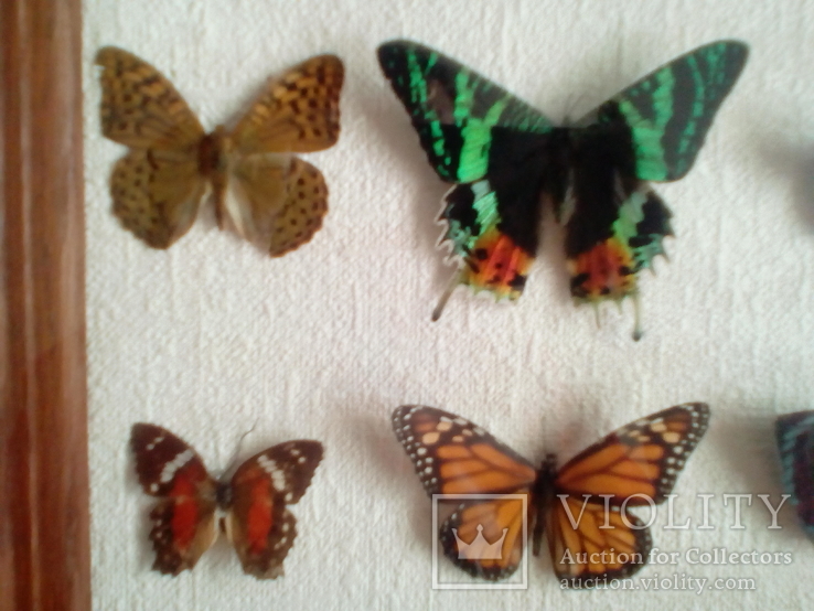 Коллекция бабочек в рамке 29,8смХ29,8смХ3,4см, фото №7