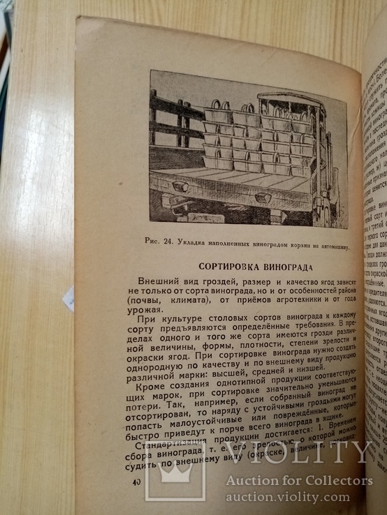 Столовые сорта винограда упаковка транспортировка 1947 г. тираж 5 тыс, фото №11