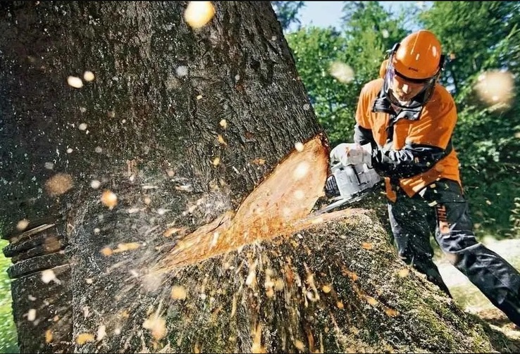 Usuwanie uszkodzonych drzew, przekrój drzew, przycinanie drzew, ścinka