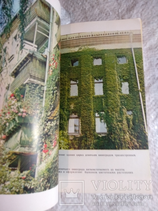 Озеленение балконов 1980, фото №5