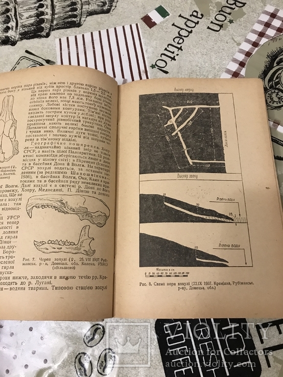 Звірі України 1938рік, фото №7