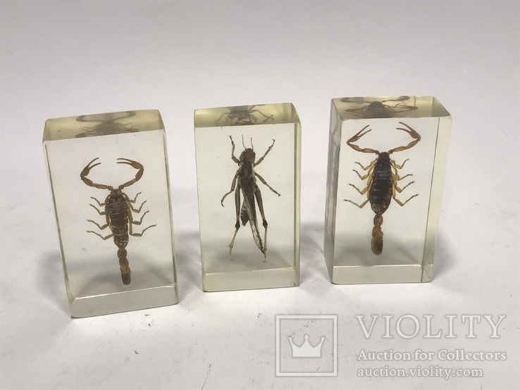 Набор насекомых скорпион и другие, фото №6