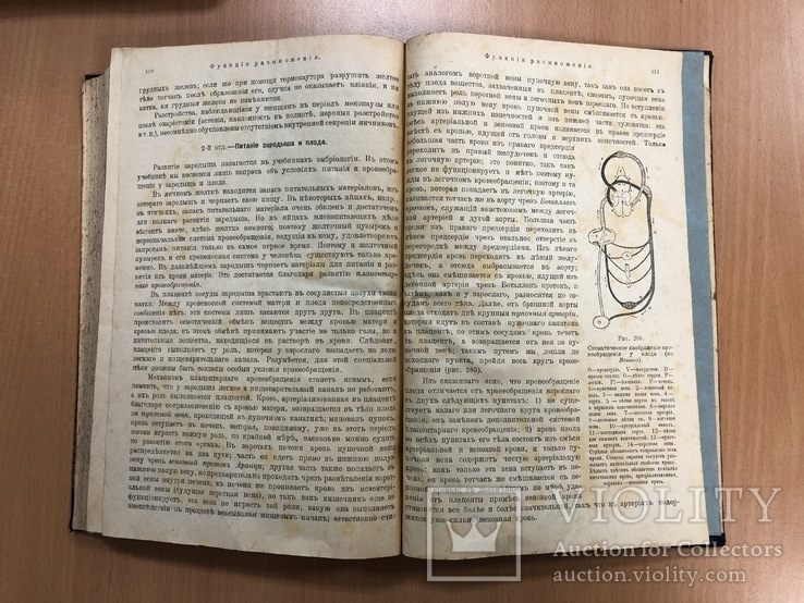 Профессор Гедонь. Учебник физиологии. Киев 1920 год, фото №13