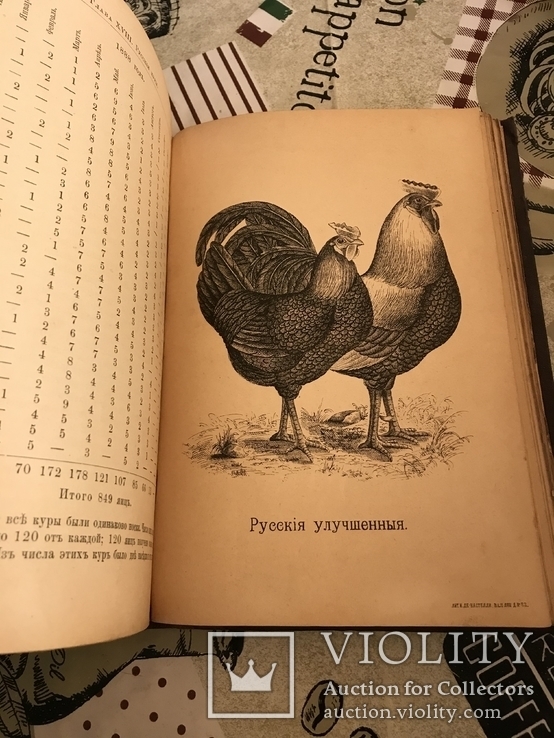 Птицеводство Цветные иллюстрации 1895год, фото №9